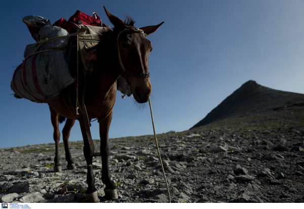 Κτηνωδία στην Σέριφο: «Αυτός που τα λέει είναι συκοφάντης» δηλώνει ο Δήμαρχος