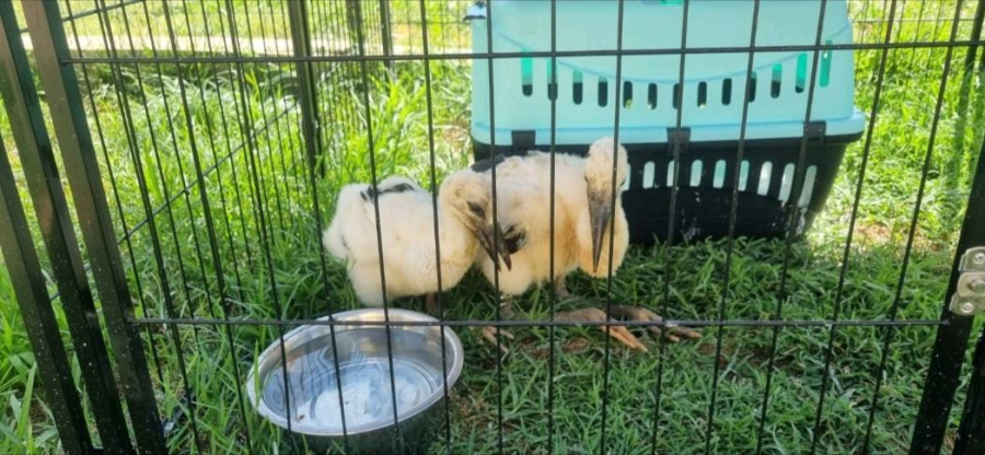 Σώθηκαν νεοσσοί πελαργοί που έπεσαν από τη φωλιά τους στις Σέρρες