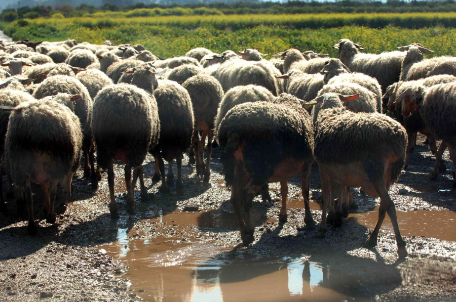 Χαλκιδική: 3.500 αιγοπρόβατα έχουν θανατωθεί λόγω ευλογιάς