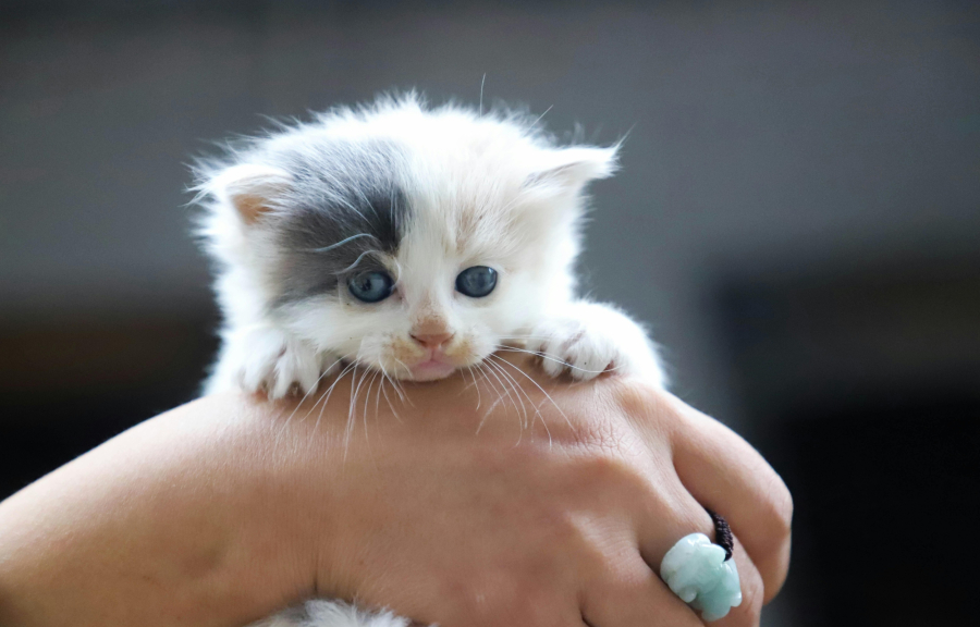 Κυψέλη: Κάτοικοι προσπαθούν να βρουν μέσω social τον «serial killer» που αποκεφαλίζει γάτες