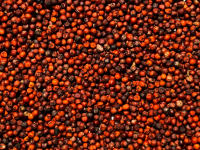 Το ταπεινό δημητριακό «βόμβα» πρωτεΐνης που «ρίχνει» την χοληστερίνη