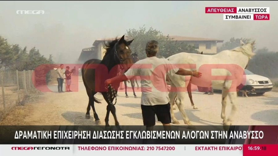Φωτιά στον Κουβαρά: Φεύγουν τα άλογα από τον ιππικό όμιλο στην Ανάβυσσο