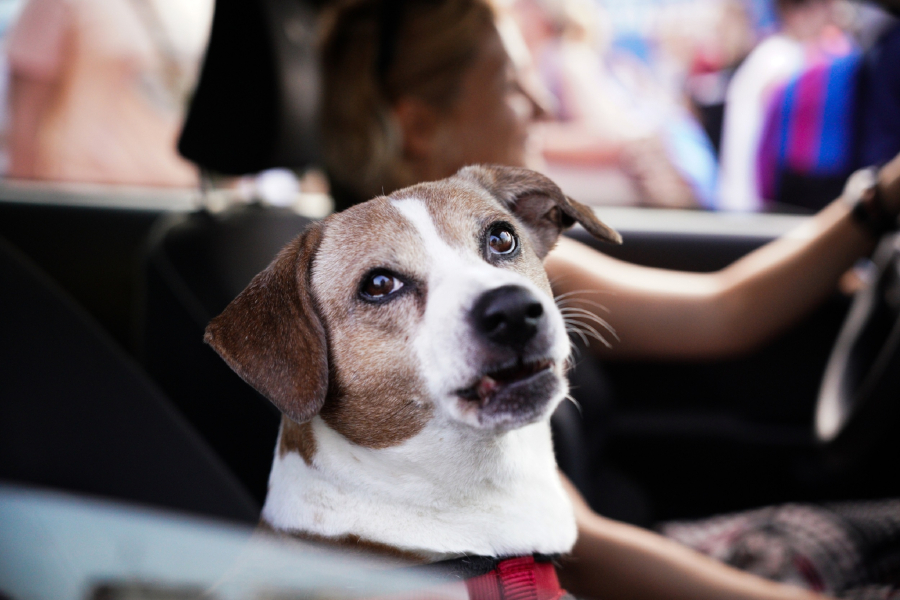 Κατοικίδια: Παράταση για την αποστολή DNA ή στείρωση και μείωση του παράβολου