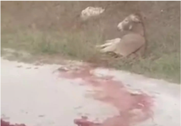 «Βραχιόλια» στον αντιδήμαρχο Ζίτσας για τον βασανισμό του γάιδαρού του