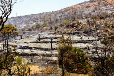 Γρήγορα οι αποζημιώσεις στους μαστιχοπαραγωγούς της Χίου