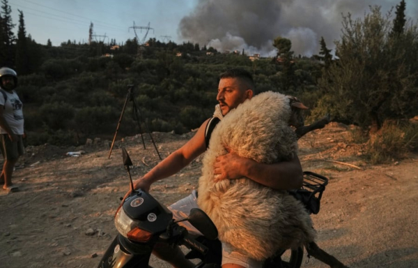 Φωτιά στην Αχαΐα: Η ιστορία πίσω από τη φωτογραφία με το πρόβατο στην αγκαλιά άνδρα