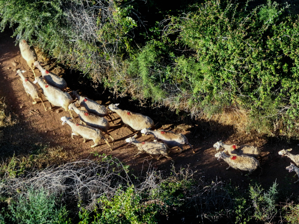 Ευλογιά των προβάτων: Βολιώτης κτηνοτρόφος απειλούσε να αυτοκτονήσει και εξαφανίστηκε - Σε εξέλιξη έρευνες