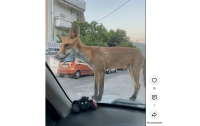 Viral o Νάσος: Αυτός είναι ο γιος της Τούλας, μιας ζωηρής οικογένειας αλεπούδων με έδρα το Χαϊδάρι