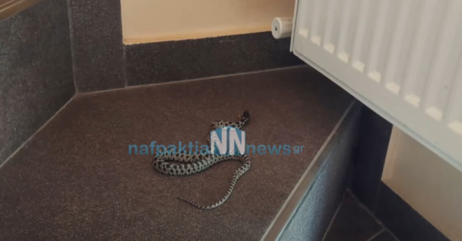 Ναύπακτος: Φίδι έκοβε «βόλτα» στο σπίτι μιας οικογένειας (video)