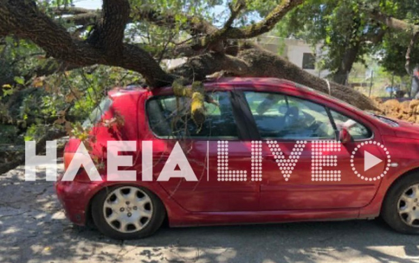 Ηλεία: Δέντρο ξεριζώθηκε και καταπλάκωσε αυτοκίνητο