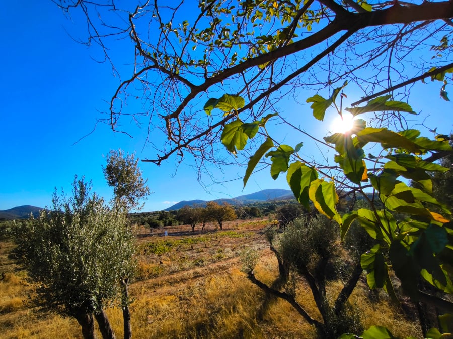 Σχεδόν καλοκαιρινός ο καιρός σήμερα - Πού θα βρέξει