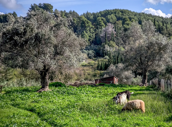 Αφθώδης πυρετός: Καθολικό lockdown στα κτηνοτροφικά προϊόντα της Λέσβου και μάλιστα αναδρομικά