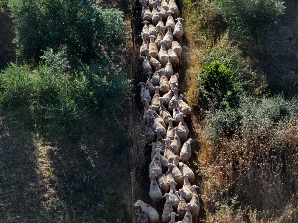 Κτηνοτρόφος πέθανε από στεναχώρια όταν θανάτωσαν τα ζώα του λόγω ευλογιάς των προβάτων