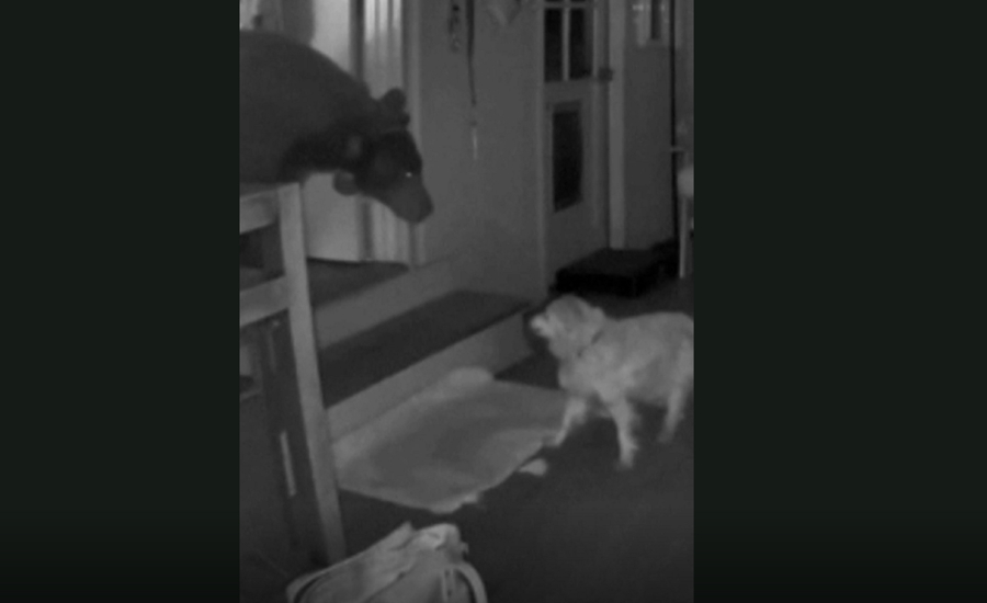 Η αντίδραση σκύλου, όταν αρκούδα μπήκε στο σπίτι (Βίντεο)