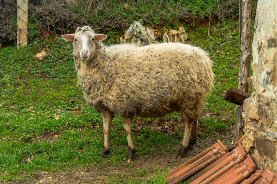 Λέσβος: Εντείνεται η ανησυχία για τον αφθώδη πυρετό - 16 νέα κρούσματα