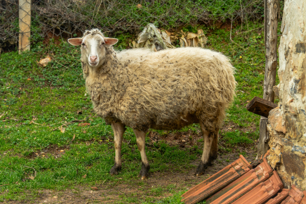 Λέσβος: Εντείνεται η ανησυχία για τον αφθώδη πυρετό - 16 νέα κρούσματα