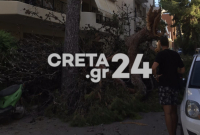 Πτώση μεγάλου πεύκου στο κέντρο του Ηρακλείου, ένα χρόνο μετά τον θάνατο του Παναγιώτη Μητρέλου