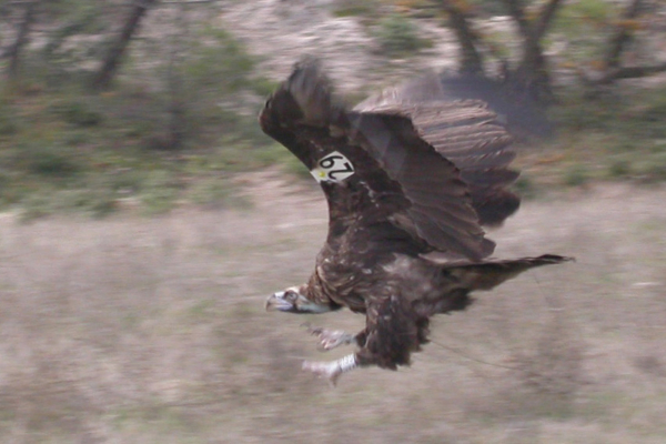 Γύπας απειλούμενου είδους στη Θράκη έπεσε νεκρός από πρόσκρουση σε ανεμογεννήτρια