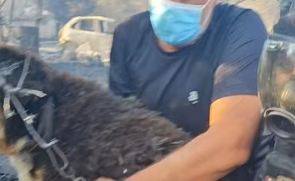Φωτιά στη Θεσσαλονίκη: Βίντεο με αστυνομικούς να σώζουν σκύλο