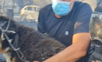 Φωτιά στη Θεσσαλονίκη: Βίντεο με αστυνομικούς να σώζουν σκύλο