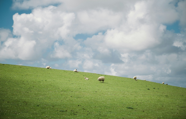 Ευλογιά αιγοπροβάτων: Μία «ανάσα» πριν το lockdown - Αύριο οι κρίσιμες αποφάσεις
