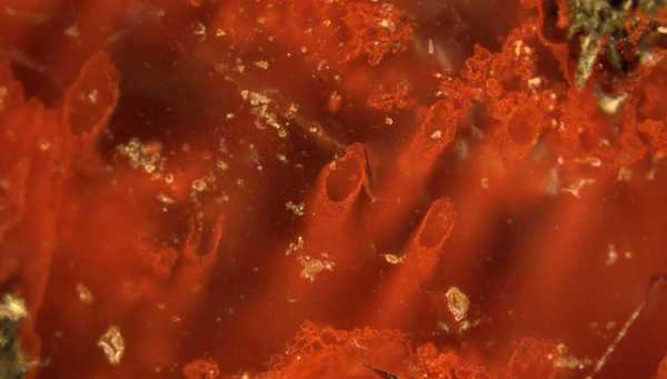 Στο... φως τα αρχαιότερα απολιθώματα μικροοργανισμών στη Γη