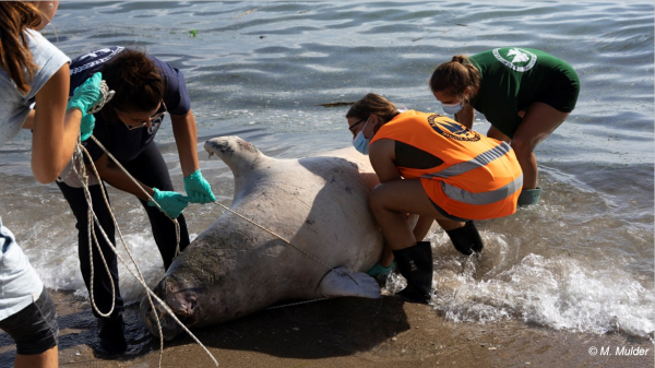 Σάμος: Ξεβράστηκε νεκρή μεσογειακή φώκια (εικόνες)