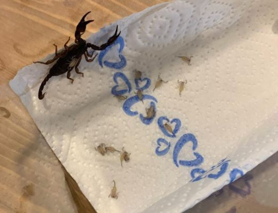 Γύρισε από τις διακοπές με «λαθρεπιβάτες» 18 σκορπιούς, τώρα ετοιμάζουν την επιστροφή τους