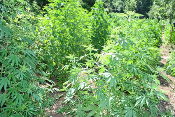 Λάρισα: Εντοπίστηκε οργανωμένη φυτεία 1.491 δενδρυλλίων κάνναβης - Εξαρθρώθηκε εγκληματική οργάνωση