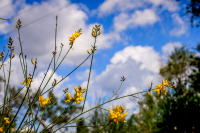 Κλέαρχος Μαρουσάκης: Μετά την Καθαρά Δευτέρα έρχεται ανοιξιάτικος καιρός