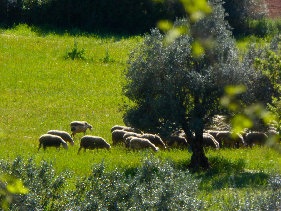Το πρώτο πρόστιμο για τον ΟΠΕΚΕΠΕ «τρώει» μειώσεις στον ΕΝΦΙΑ και αυξήσεις στις συντάξεις