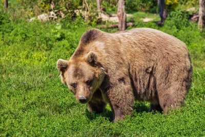 Χαλκιδική: «Αχόρταγη» αρκούδα ρήμαξε τα μελίσσια - Ανάστατοι κάτοικοι και παραγωγοί