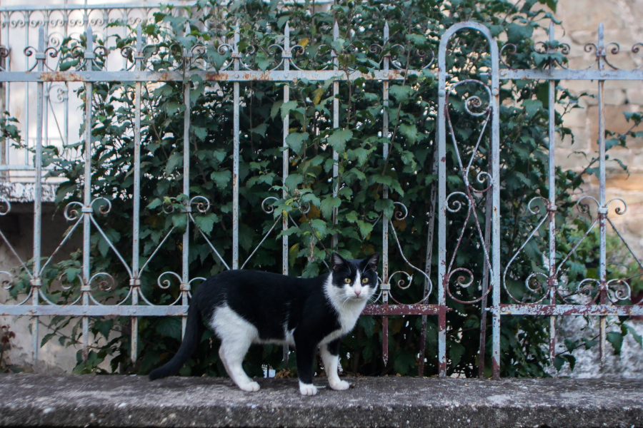 Στο αυτόφωρο επειδή κλότσησε αδέσποτη γάτα, «πήγα να τη χαϊδέψω αλλά με γρατσούνισε»