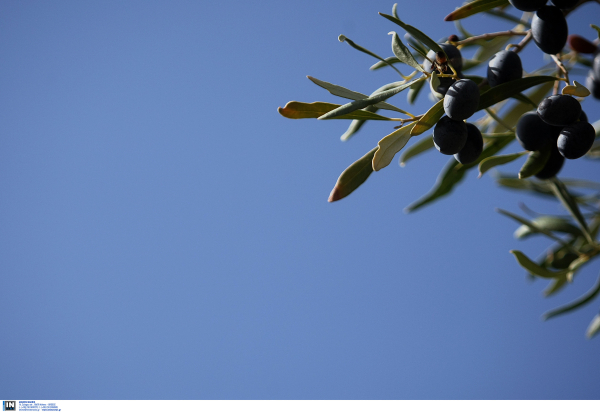 Ελιές... Δουνάβεως: Ο Σάκης Αρναούτογλου επισημαίνει τις τρομερές αλλαγές της κλιματικής κρίσης