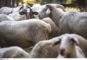 ΕΛΓΑ: Απαλλάσσονται από εκτιμητικά τέλη πυρόπληκτοι κτηνοτρόφοι