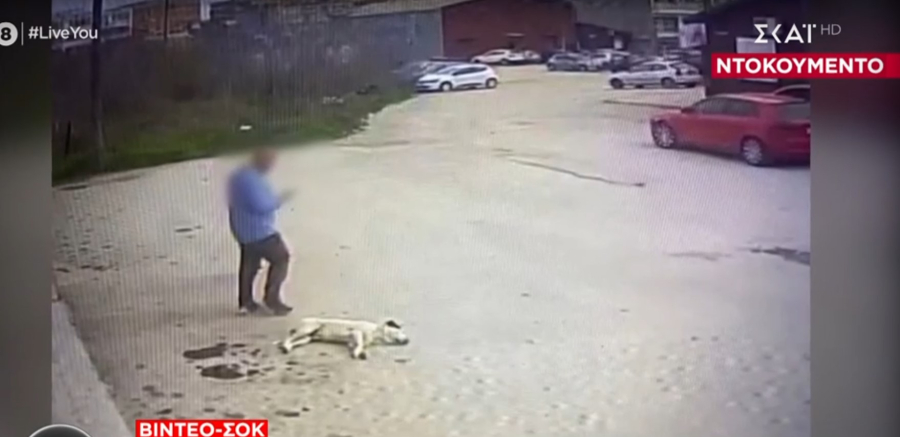 Σκληρές εικόνες: Οδηγός πατάει σκυλάκι και το εγκαταλείπει
