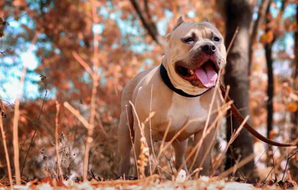 Άγιος Στέφανος: Επίθεση πίτμπουλ σε γυναίκα που έβγαζε βόλτα το σκυλάκι της - «Θα μας έτρωγε και τους δύο»