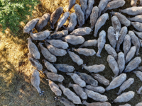 Ευλογιά: Στις 481.359 οι θανατώσεις αιγοπροβάτων - Οι περιοχές με τα νέα κρούσματα