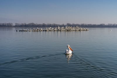 Εντοπίστηκε η γρίπη των πτηνών σε αγριοπελεκάνους στη λίμνη Κερκίνη