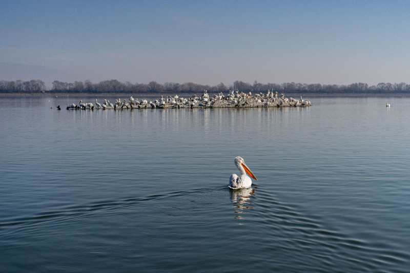 Εντοπίστηκε η γρίπη των πτηνών σε αγριοπελεκάνους στη λίμνη Κερκίνη