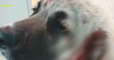 Σοκαριστικό περιστατικό στην Κρήτη: Πυροβόλησε σκύλο στο κεφάλι την ώρα που έπαιζε με δύο παιδάκια