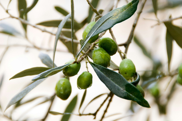 Ανδριανός: Μετατίθεται για το 2026 η υποχρεωτική υποβολή δηλώσεων για τη συγκομιδή ελιών