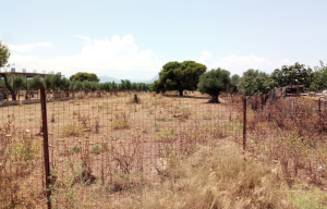 Λήγει η προθεσμία για την δήλωση καθαρισμού οικοπέδων
