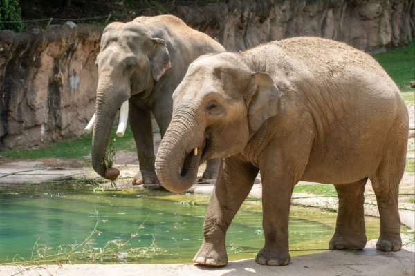 Ουάσινγκτον: Η πρώτη εγκυμοσύνη ελέφαντα μετά από σχεδόν 25 χρόνια στον Εθνικό Ζωολογικό Κήπο (Βίντεο)