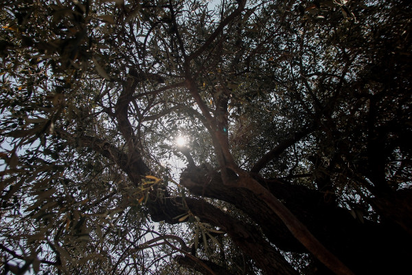 Ποια έγγραφα χρειάζεται να έχετε μαζί σας για το μάζεμα της ελιάς