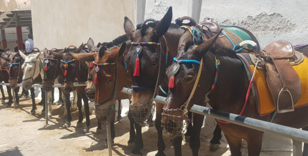 Η απάντηση Βορίδη στον Τόμι Λι για τα γαϊδουράκια στη Σαντορίνη - Έρχονται πρόστιμα 30.000 ευρώ