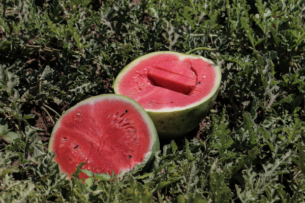 Κιλκίς: Καρπούζια μεγαλώνουν με ...κλασική μουσική