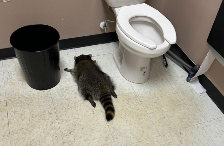 Ρακούν «ξεφάντωσε» σε κάβα - Το βρήκαν μεθυσμένο, να κοιμάται στην τουαλέτα