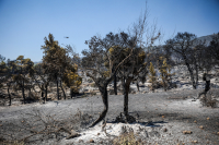 WWF: Πρώτος απολογισμός από τις φωτιές σε Αττική και Κεφαλονιά - Κρίσιμο το είδος βλάστησης που κάηκε