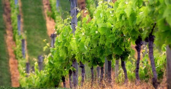 Διαδικασία χορήγησης αδειών για νέες αμπελοφυτεύσεις έτους 2018